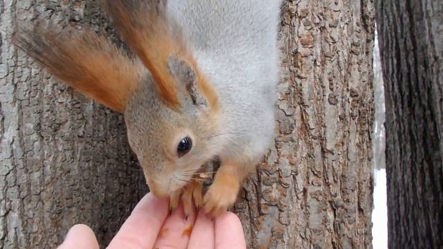 Кормлю двух белок сразу / I feed two squirrels at once смотреть онлайн