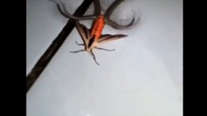 IS THIS REAL???.... Creatonotos Gangis Moth