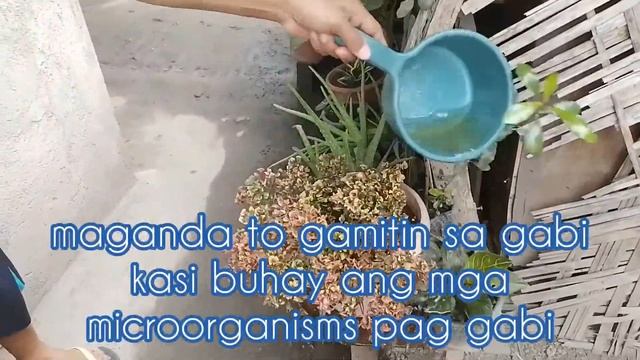 Fish Amino Acid FAA with a simple tips / 3 Jay's Backyard #gardenhacks #FAA #simpletips #short смотреть онлайн