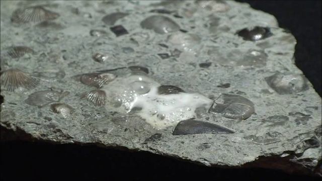 Acid test on fossiliferous limestone using HCl. смотреть онлайн