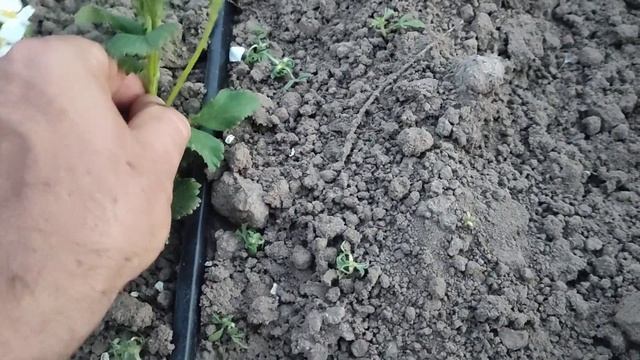саженцы клубники все проданы!!рассадник , гербициды по клубники. смотреть онлайн