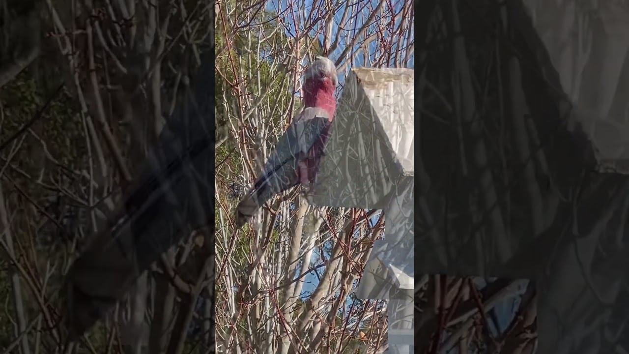 Pink & Proud! смотреть онлайн