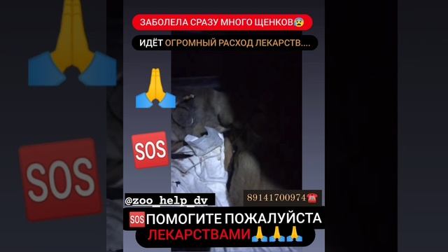Пытаемся спасти заболевших щенят 🙏💉 смотреть онлайн