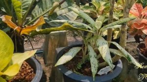 Рынок орхидей в Паттайе  Как вывезти цветы в Россию