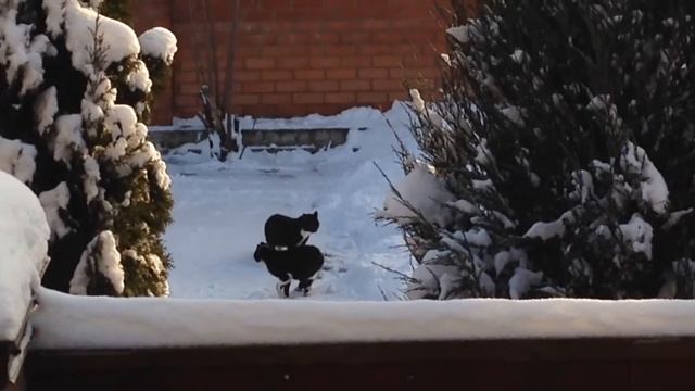 О чём говорят коты смотреть онлайн