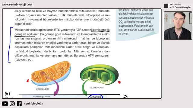 POTANSİYEL SORU ! KEMİOZMOTİK GÖRÜŞ NEDİR ? NASIL GERÇEKLEŞİR смотреть онлайн