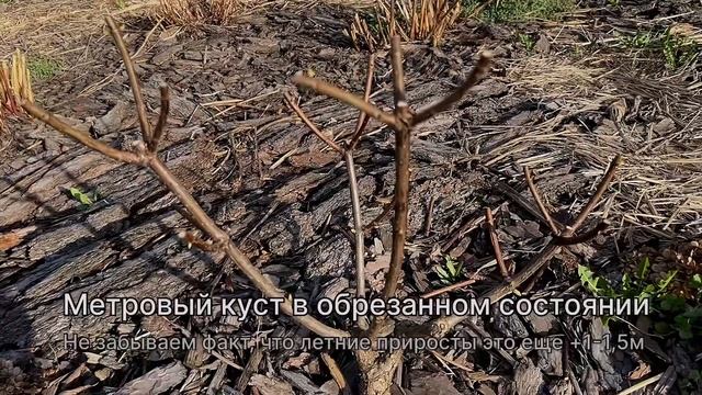 Как определить высокорослый или карликовый сорт гортензии метельчатой. смотреть онлайн