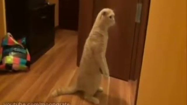 Домашний кот-суслик [House cat-gopher] смотреть онлайн