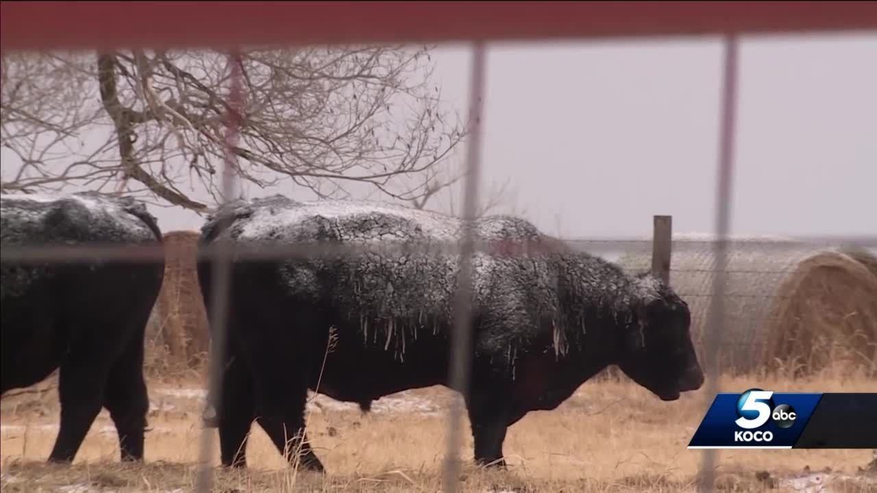 Guthrie farmer discusses preparations for food, animals during winter weather смотреть онлайн