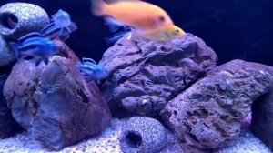 Аквариум с Цихлидами )Меланохромис майнгано (Pseudotropheus cyaneorhabdos)