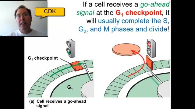 Chapter 12.3 A (Cyclin & CDK) смотреть онлайн