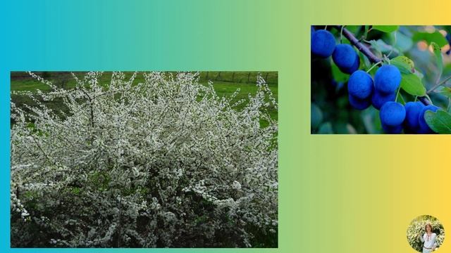 Заняття по ознайомленню з природним довкіллям "Екскурсія до весняного лісу" (старша група) смотреть онлайн