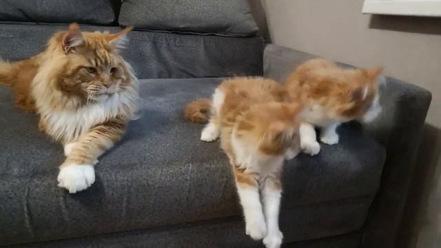 Meino meškėnas Yonijo 2 metai ir jo sūnūs 2,5mėn. смотреть онлайн