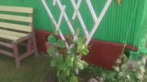 Опора для растений моими руками из остатков пиломатериала: брусок 20х30 и 20х40 2017 год