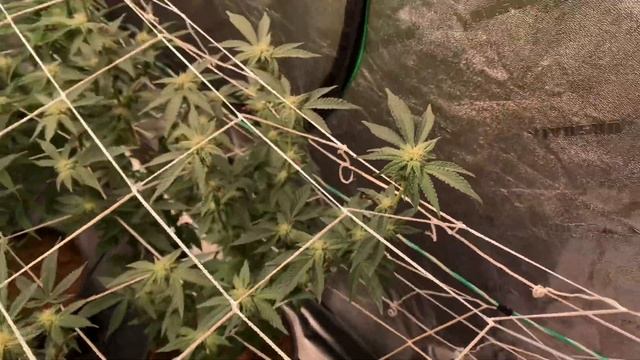 HLG 650r with UV Bar LED Grow Update. Day 21 of flower смотреть онлайн