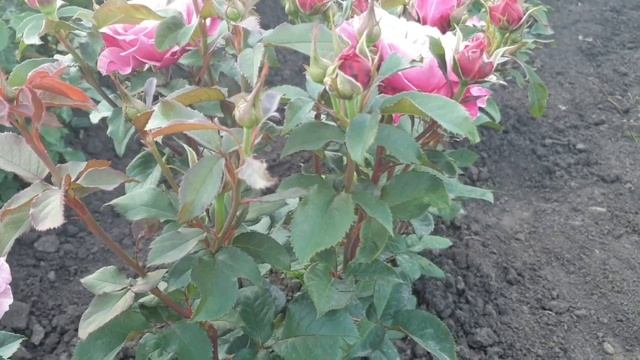 Японская роза Мияби смотреть онлайн