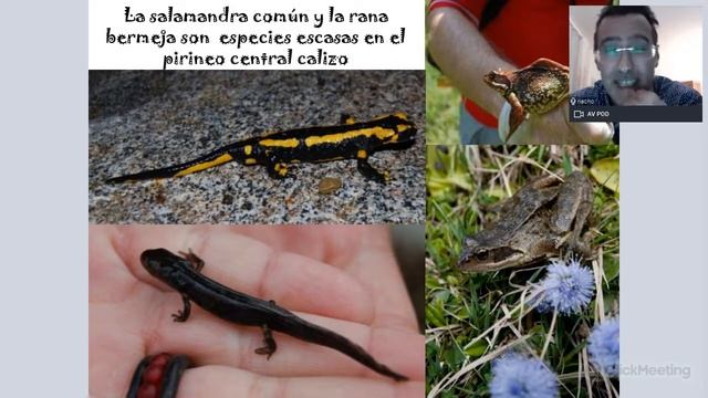 Flora y fauna en el Pirineo Aragonés por Nacho Gómez смотреть онлайн