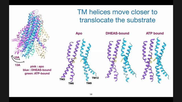 Dr. Ruchika Bajaj (UC San Francisco): "Understanding ABC Transporters to Navigate Human Diseases" смотреть онлайн