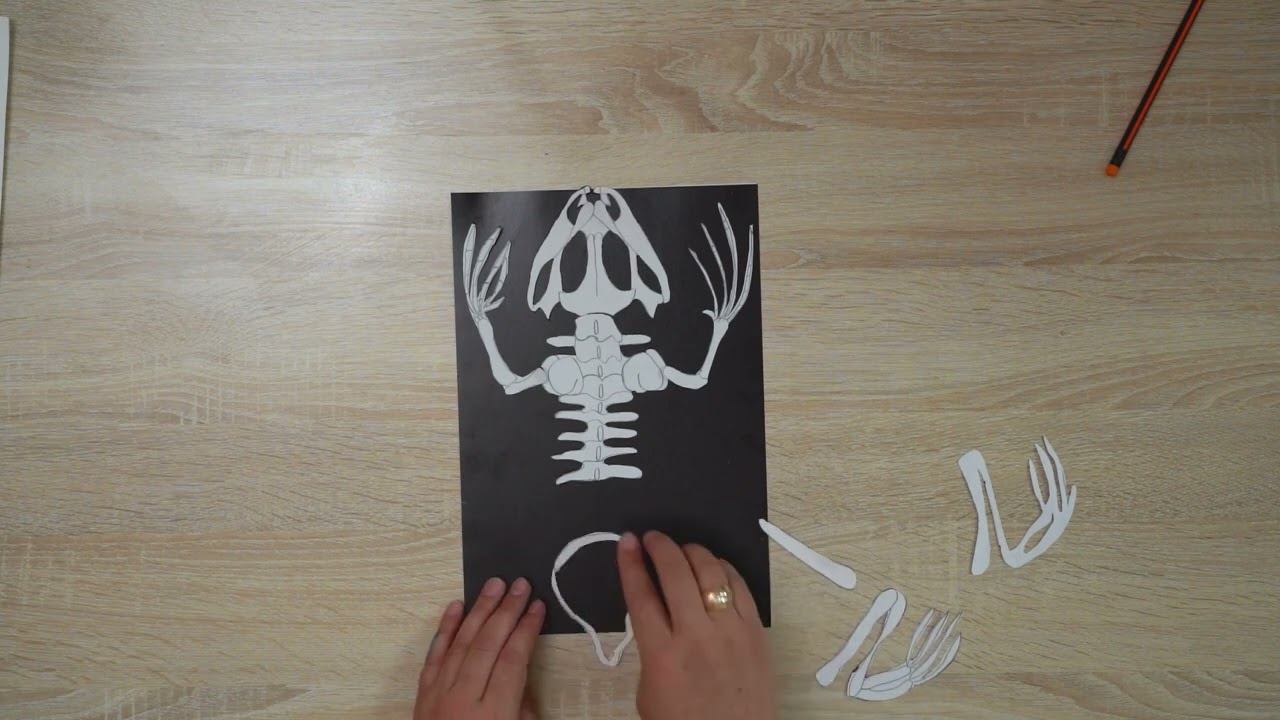 7-sinf Biologiya | Baqa Skeleti