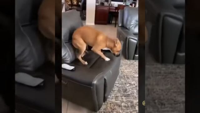 Животные, это просто 😂 СМЕЯЛСЯ 3 минуты без остановки 😂. А ты знал про такое? смотреть онлайн