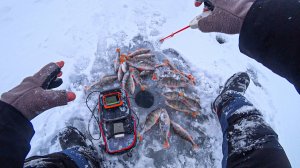 ПЕРВЫЙ ЛËД 2024 КЛЁВ КАК С ПУЛЕМËТА!!! ОКУНЬ РВЁТ МОРМЫШКИ! Зимняя рыбалка с эхолотом Calypso