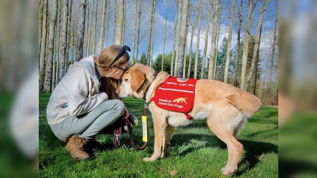 Top 10 Fun Facts About Dogs смотреть онлайн