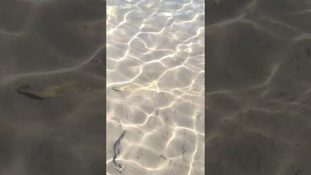 Луч солнца золотого смотреть онлайн