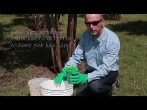 How to treat for crapemyrtle bark scale смотреть онлайн