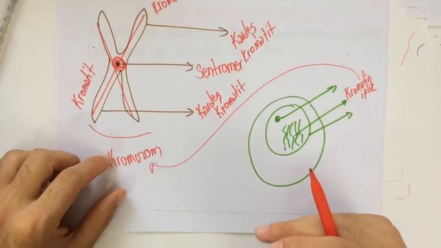 MİTOZ BÖLÜNME KONU ANLATIMI 7. SINIF смотреть онлайн
