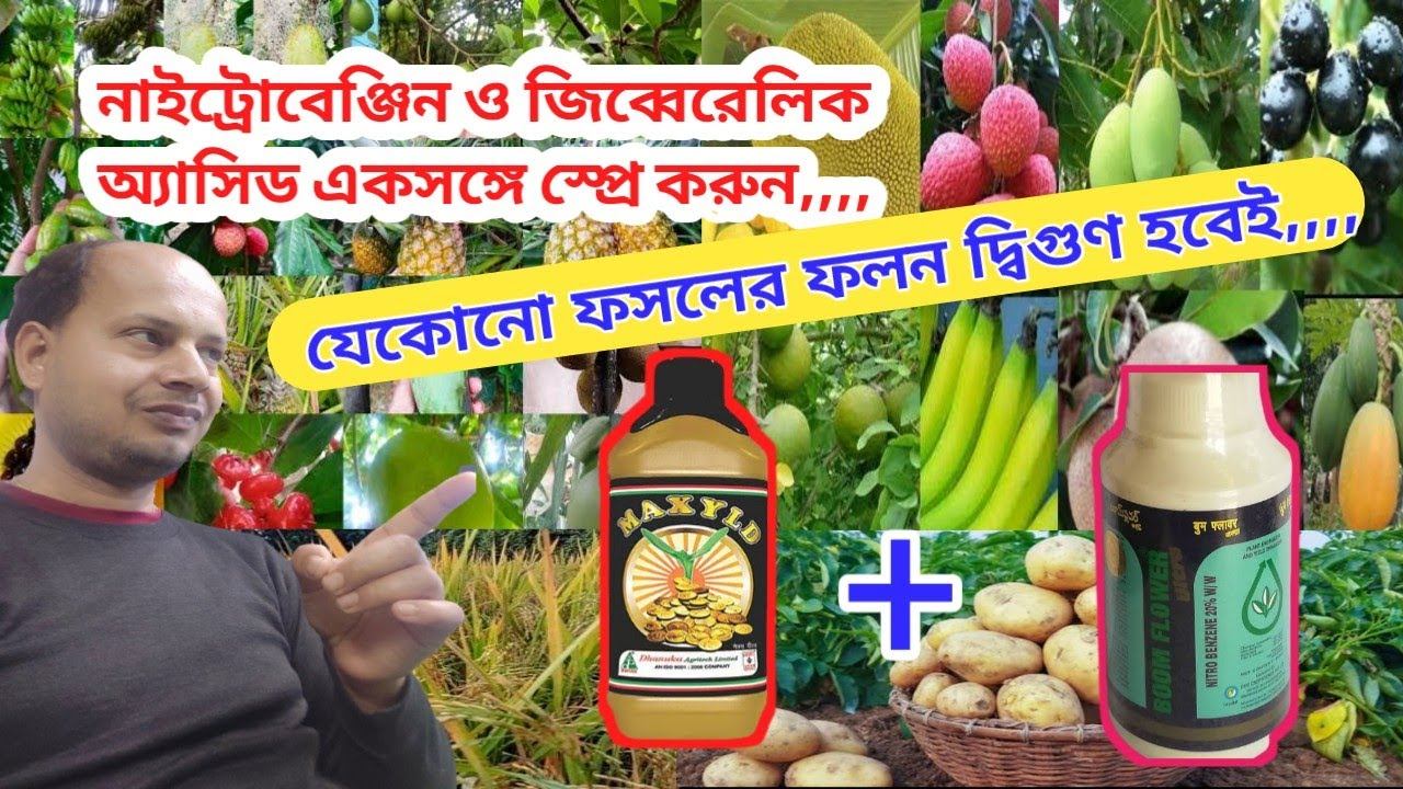 ফুল ও ফল প্রচুর পরিমাণে আসবে || Nitrobenzene+Gibberellic Acid || চাষে আর লস হবে না,,,,, смотреть онлайн