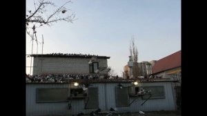 Николаевские голуби Сергея Родионова (Размышления...) Волгоград. Часть 105