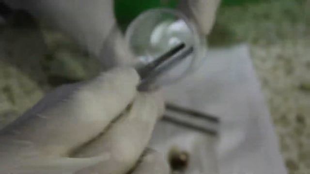 Preparasi kromosom ikan смотреть онлайн