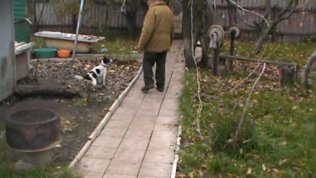 Не копа так вороны смотреть онлайн