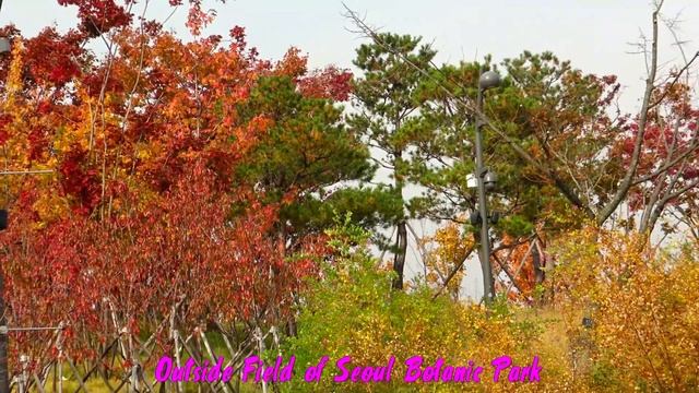 4K POP color of 서울植物園 Seoul Botanic Park смотреть онлайн