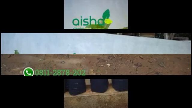 Hub 0811 2878 202, jual bibit kunyit hitam, harga bibit kunyit hitam, beli bibit kunyit hitam смотреть онлайн