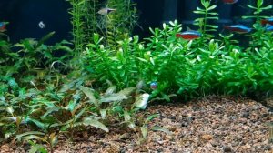 PROBIOX АКВА 2 часть