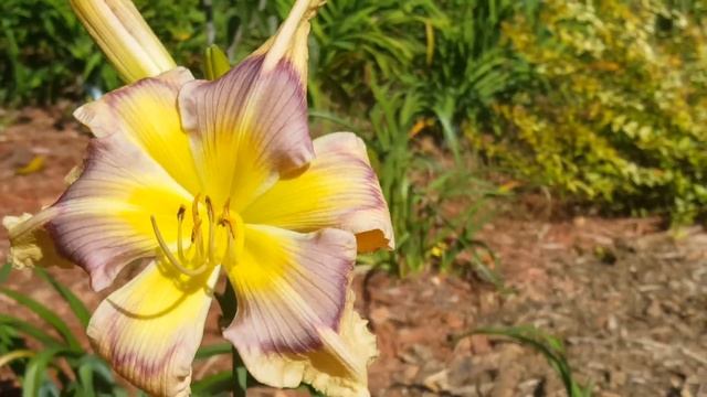 Peggy Imrie daylily смотреть онлайн