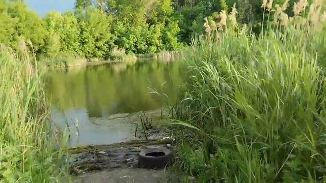 Замечательный день, прекрасные возможности для роста и Саморазвиватие ⭐! Природа и благодарность ⭐ смотреть онлайн