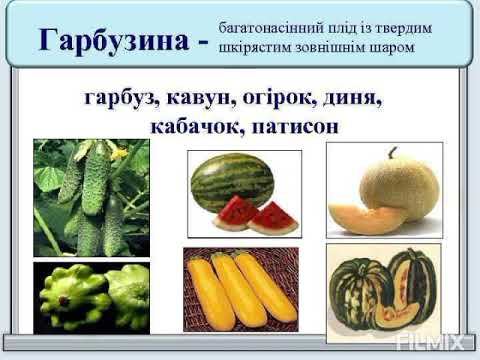Основи біології. Родина Гарбузові. смотреть онлайн