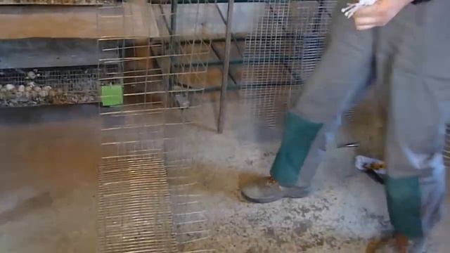 Клетка для перепелов / Своими руками // 2 # // Подробное видео смотреть онлайн