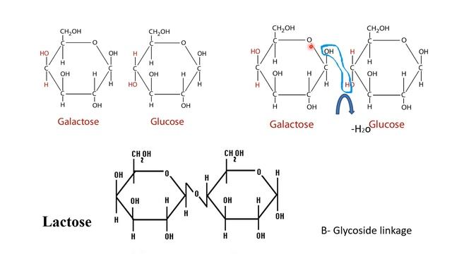 Carbohydrates смотреть онлайн