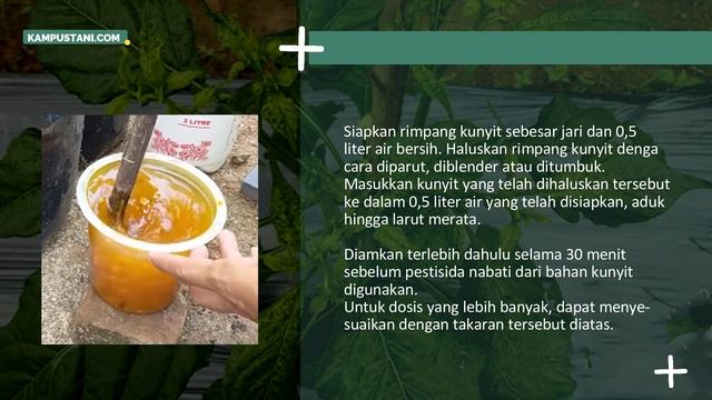 Mengatasi Daun Cabe Keriting Secara Organik - Kampus Tani смотреть онлайн