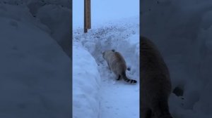 В гостях у Сави и Тимы. Все части!