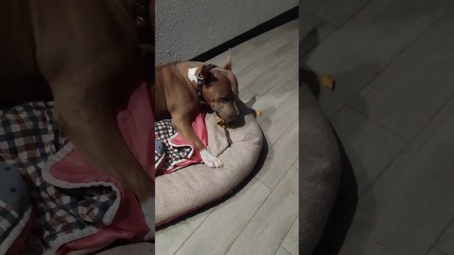 Чебурашка рэкс смотреть онлайн