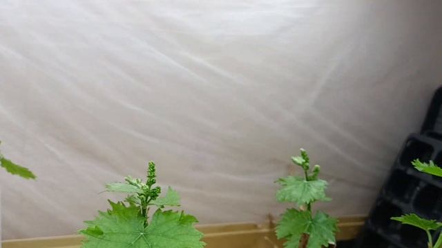 Соцветия на вегетирующих саженцах. Нужно ли оставлять? смотреть онлайн