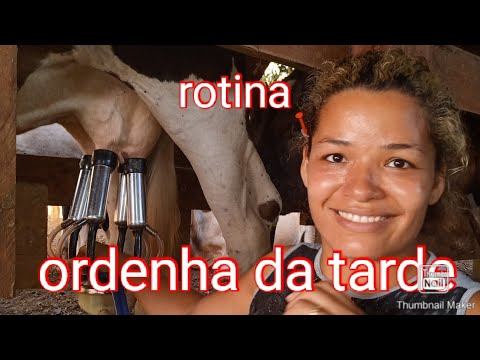 minha rotina/ordenha da tarde смотреть онлайн