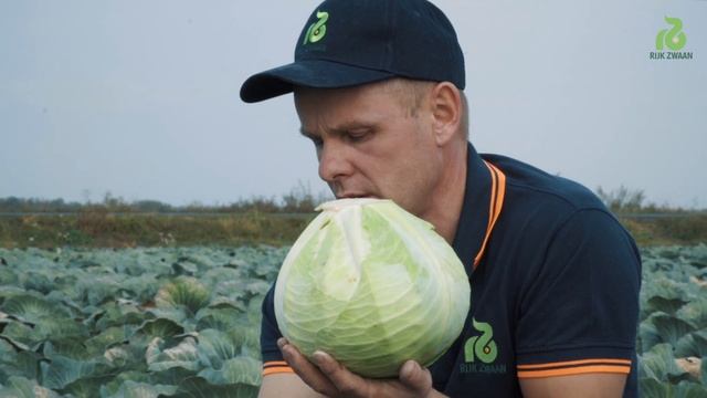 Конгама RZ F1 - новинка селекції Rijk Zwaan у сегменті пізньої білоголової капусти смотреть онлайн