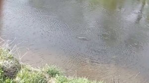Ловля больших сазанов на удочку
