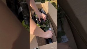 Честный отзыв о питомнике растений «Росток»