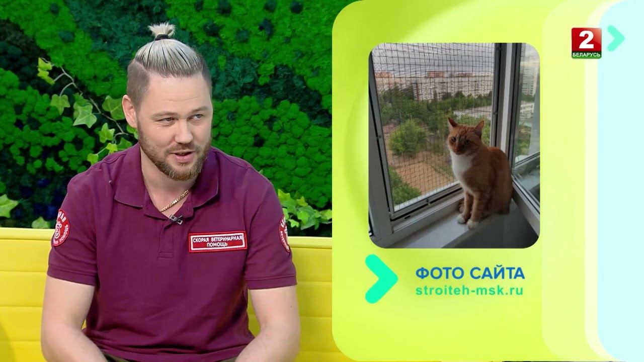 выпадение кошек из окон, как предотвратить? #скораяветеринарнаяпомощь смотреть онлайн